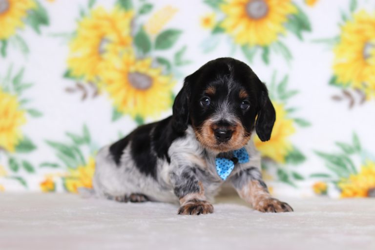 0281aa-Mitchell the dachshund-the puppy lodge