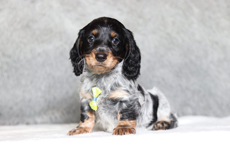 0281aMitchell the dachshund-the puppy lodge