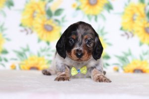 0282aaaMalachi the dachshund-the puppy lodge