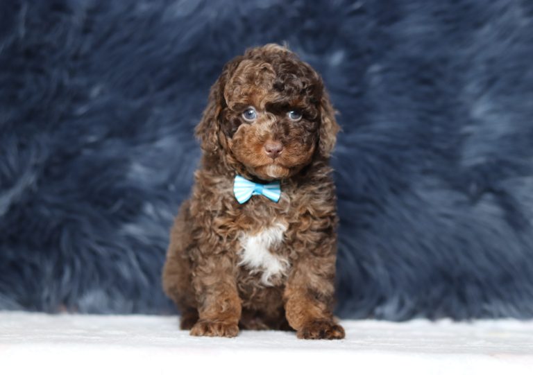 0286aaSilas the mini poodle-the puppy lodge