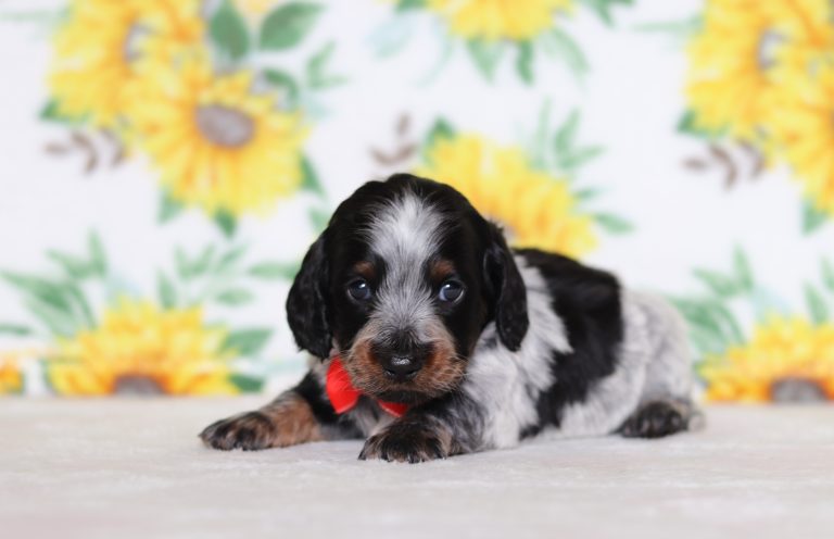 0288aaManny the dachshund-the puppy lodge