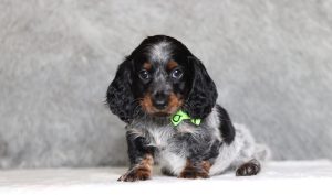 0288aaaManny the dachshund-the puppy lodge