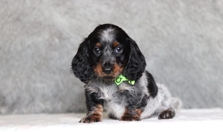 0288aaaManny the dachshund-the puppy lodge