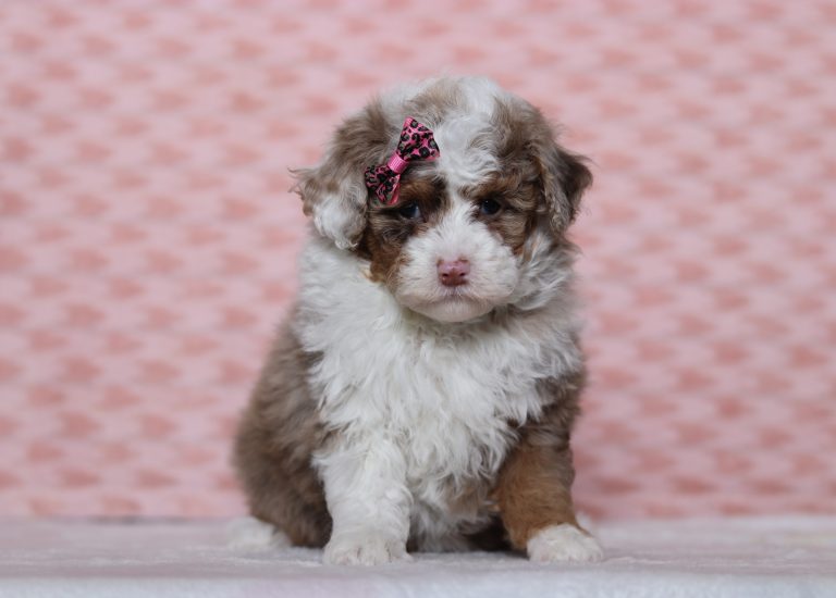 0293aaaStacy the mini Poodle-the puppy lodge