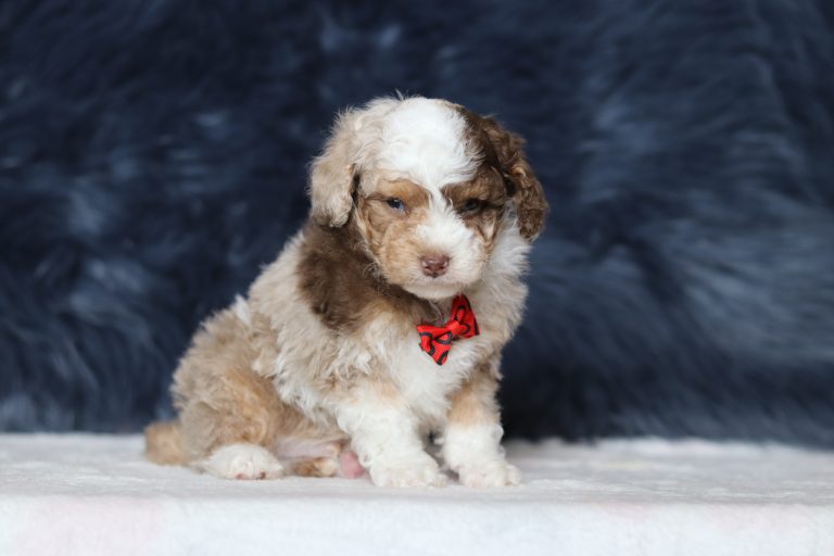 0300aaaSmoky the mini Poodle-the puppy lodge