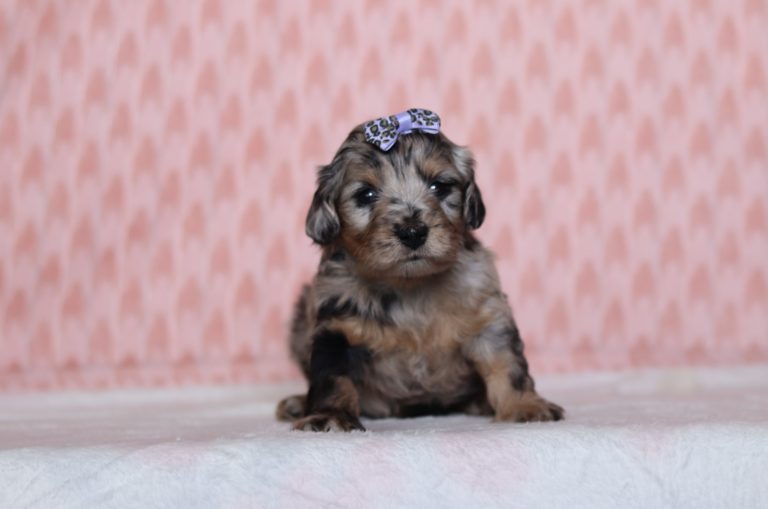 0524aaaPebbles the doxypoo-the puppy lodge