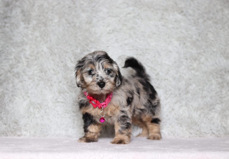 0524aa Pebbles the doxiepoo-The Puppy Lodge