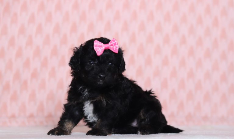 0525aaPolly the doxypoo-the puppy lodge