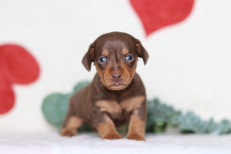 0529aaaPorter the dachshund-the puppy lodge