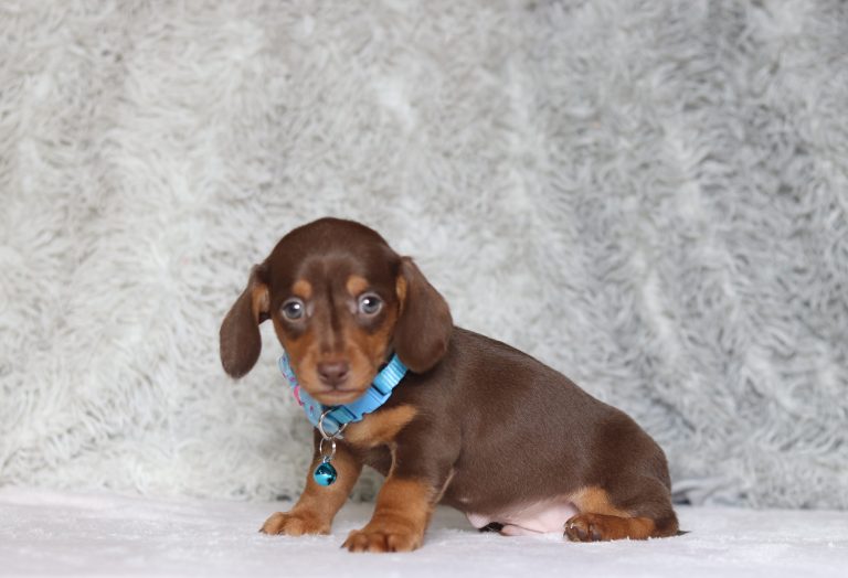 0529aaaPorter the dachshund-the puppy lodge