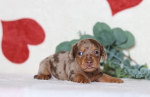 0530aaaPeter the dachshund-the puppy lodge