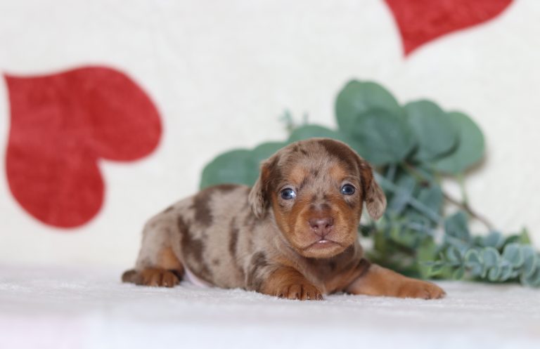 0530aaaPeter the dachshund-the puppy lodge