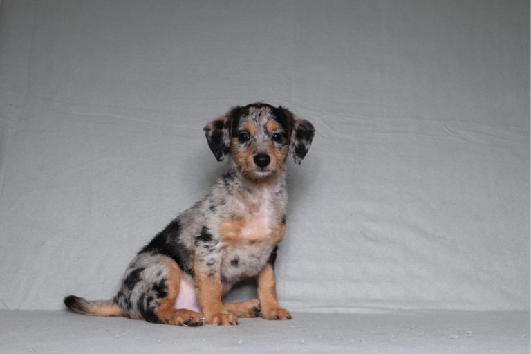 0536aaa Petro the doxypoo-the puppy lodge