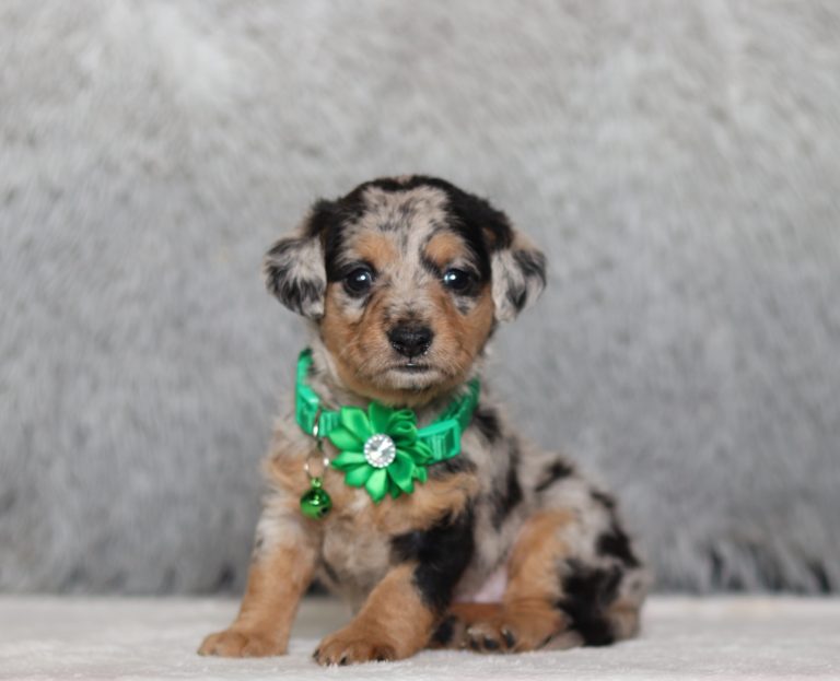 0536aaaPetro the doxipoo-the puppy lodge