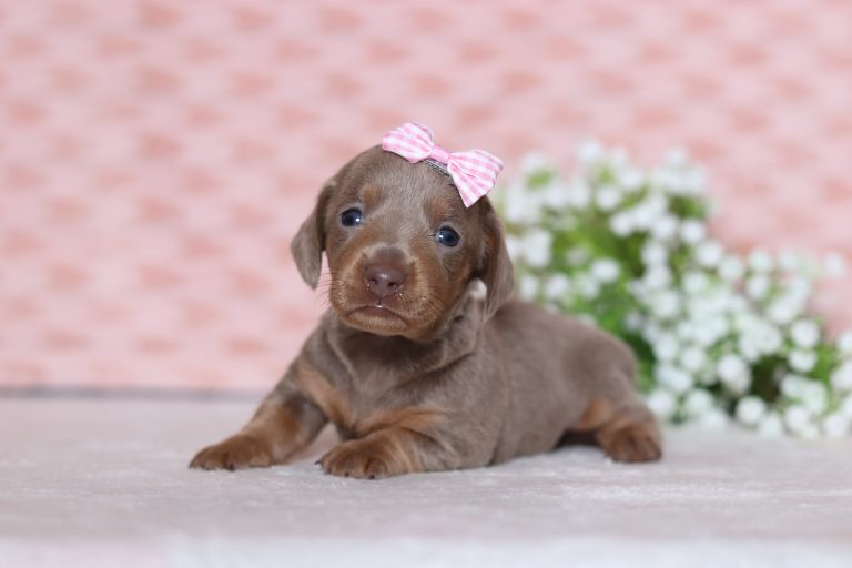 0538aPrincess the dachshund-the puppy lodge
