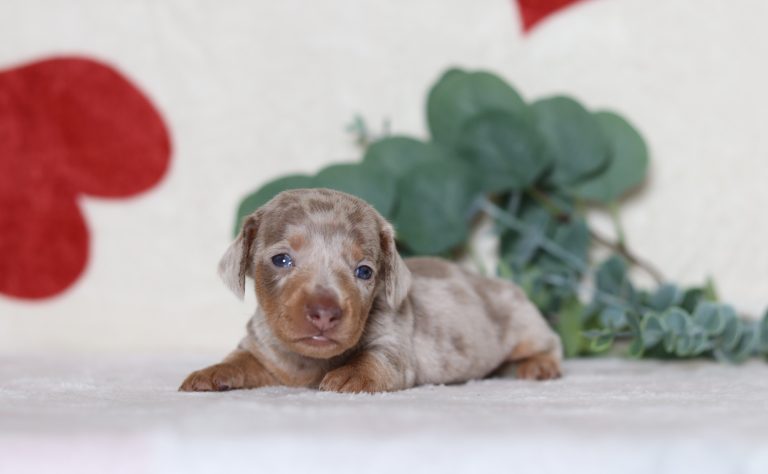 0539aaPatrick the dachshund-the puppy lodge