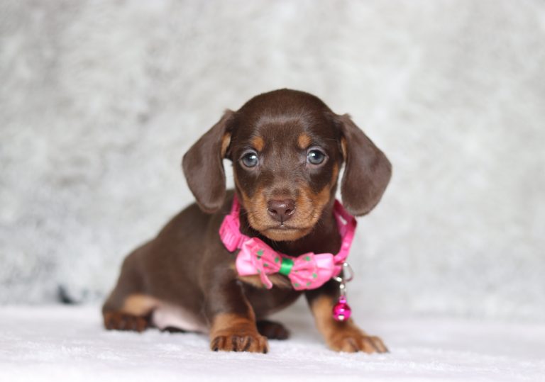 0540aaaPatrina the dachshund-the puppy lodge