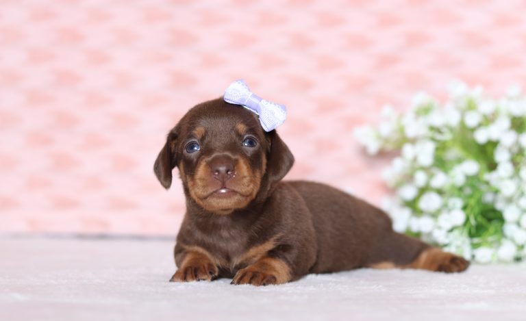 0540aPatrina the dachshund-the puppy lodge