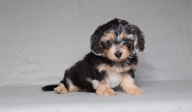 0678a Ginette the doxypoo-the puppy lodge