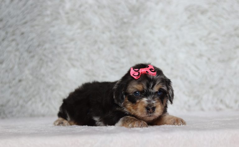 0678a Ginette the Doxypoo-The Puppy Lodge