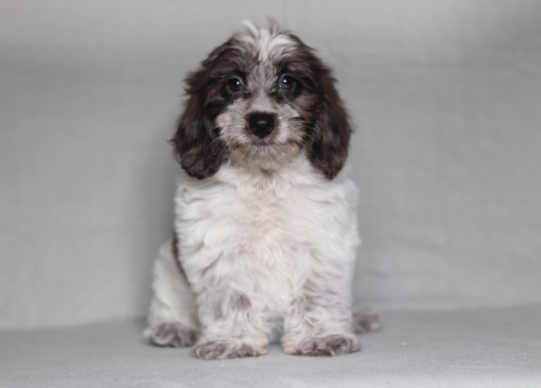 0681aaa Leona the doxypoo-the puppy lodge