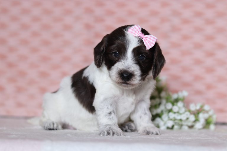 0681aaaLeona the doxypoo-the puppy lodge