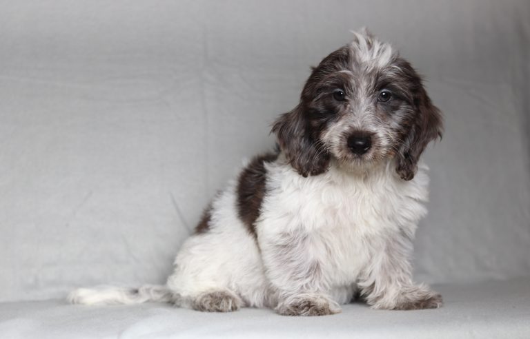 0681aaLeona the doxypoo-the puppy lodge