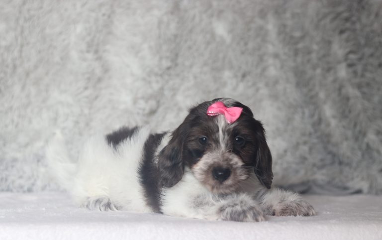 0681aaa Leona the doxypoo-the puppy lodge