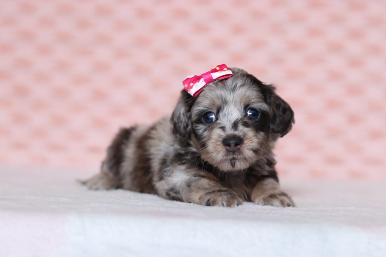 0685aPoppy the doxypoo-the puppy lodge