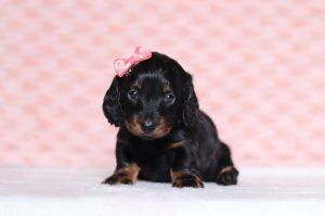 0687a-Morgan the dachshund-the puppy lodge