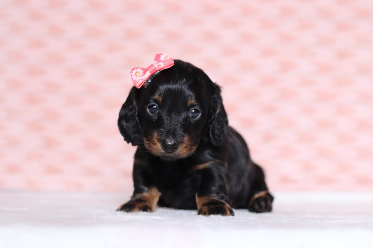 0687a-Morgan the dachshund-the puppy lodge