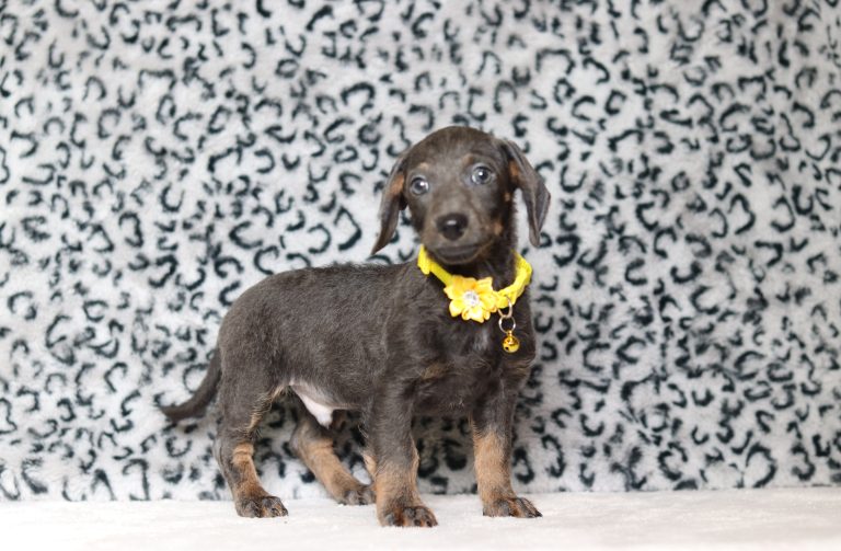 0689aaa Parker the doxiepoo-the puppy lodge