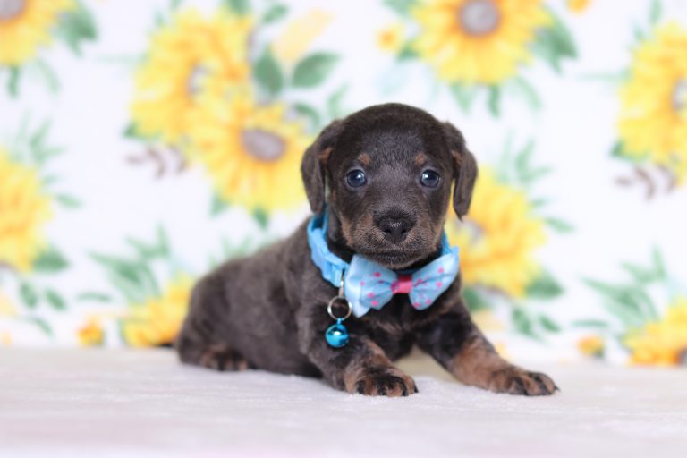 0689aaaParker the doxipoo-the puppy lodge