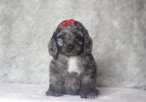 0690aaaLena the doxiepoo-the puppy lodge