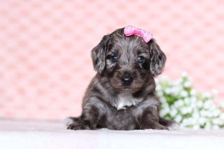 0690aaaLena the doxypoo-the puppy lodge