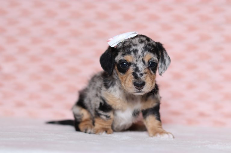 0694aPeyton the doxypoo-the puppy lodge