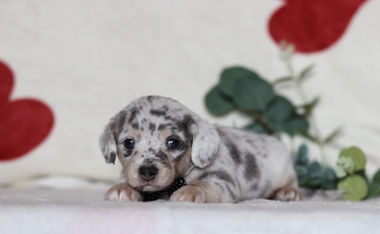 0695aa-Gerald the doxypoo-the puppy lodge