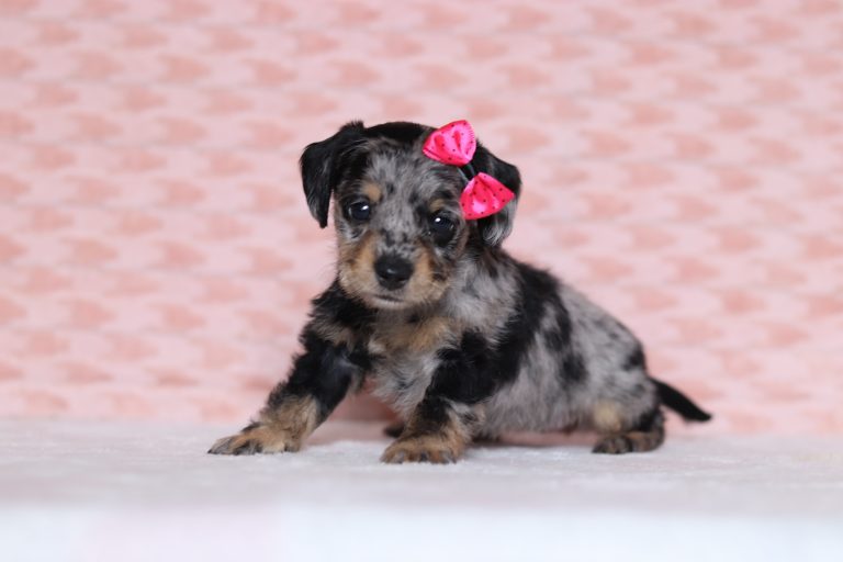 0696aPaisley the doxypoo-the puppy lodge