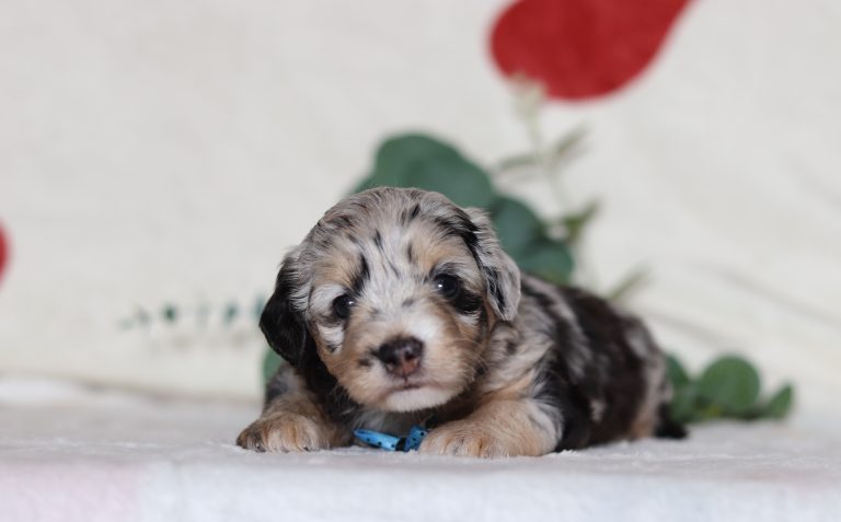 0699aGrant the doxypoo-the puppy lodge