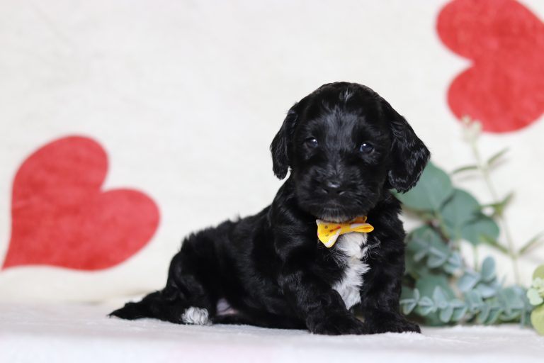 0700aa Lonnie the doxypoo-the puppy lodge