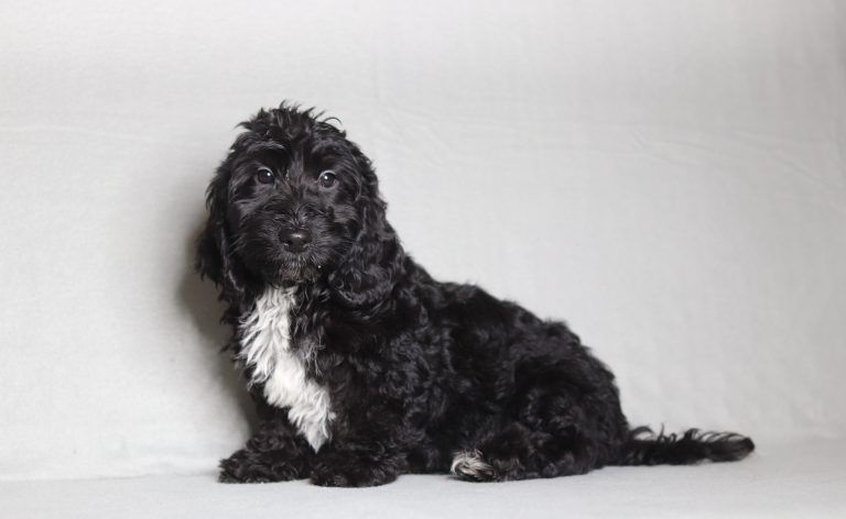 0700aaaLonnie doxypoo-the puppy lodge