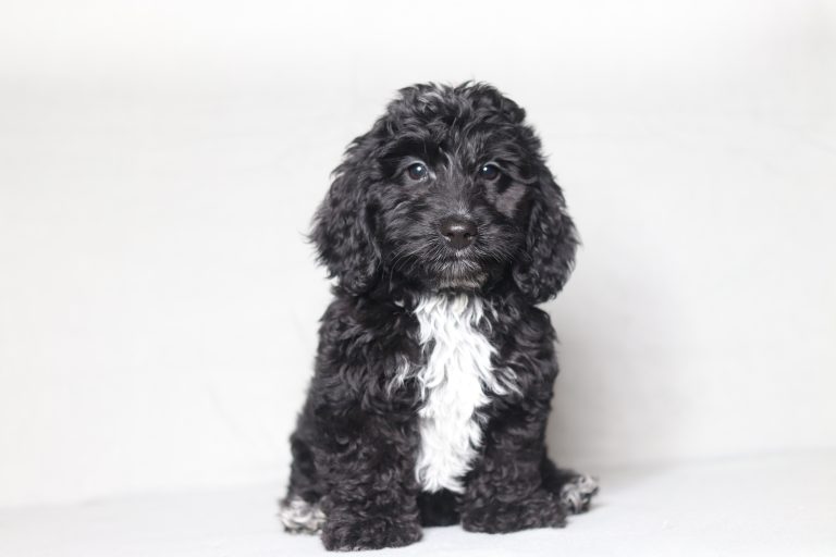 0700aaa lonnie the doxypoo-the puppy lodge