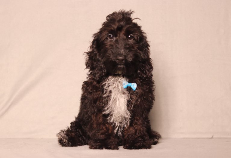 0700aaa lonnie the doxypoo-the puppy lodge