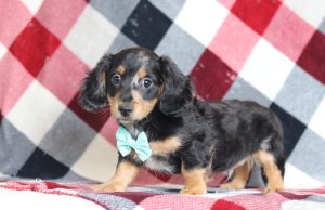 2850aaaJamie the dachshund-the puppy lodge