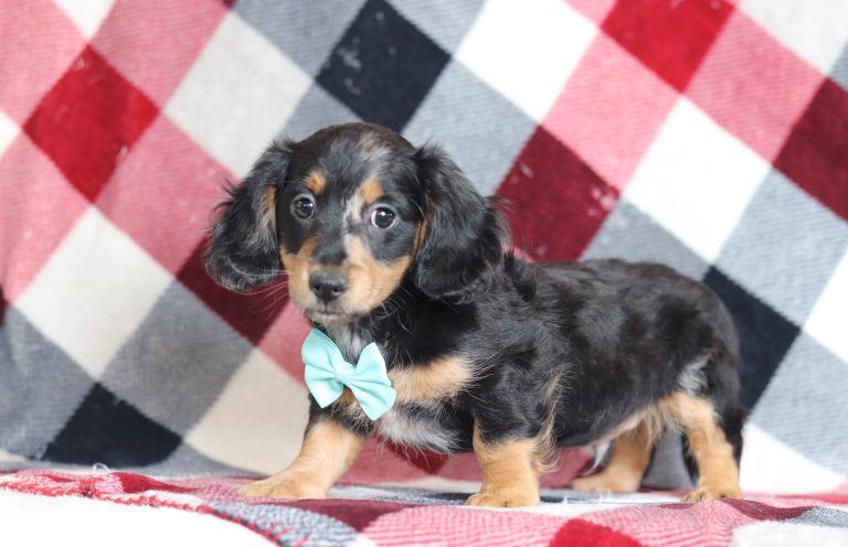 2850aaaJamie the dachshund-the puppy lodge