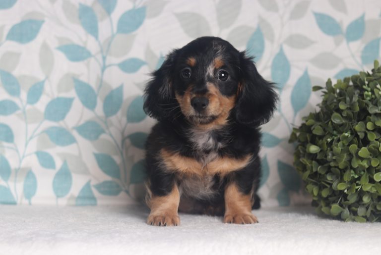 2850aaaJamie the dachshund-the puppy lodge