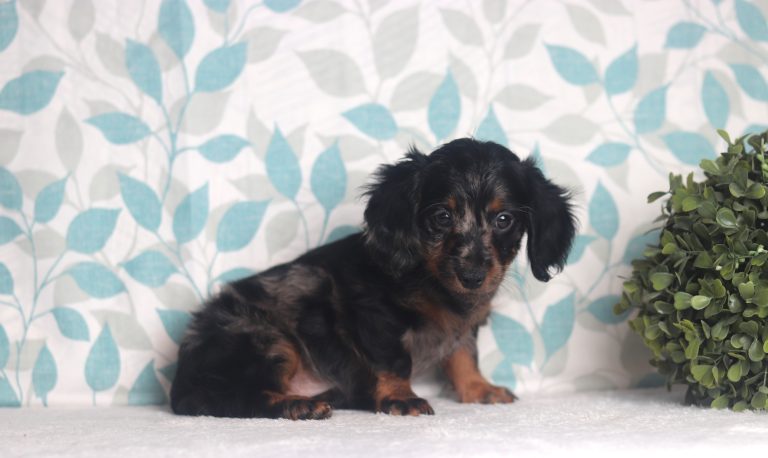 2897aJezebel the dachshund-the puppy lodge