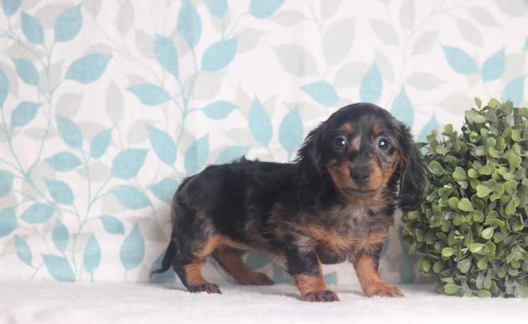2898aJackie the dachshund-the puppy lodge
