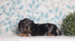 2899aaaJolaina the dsachshund-the puppy lodge