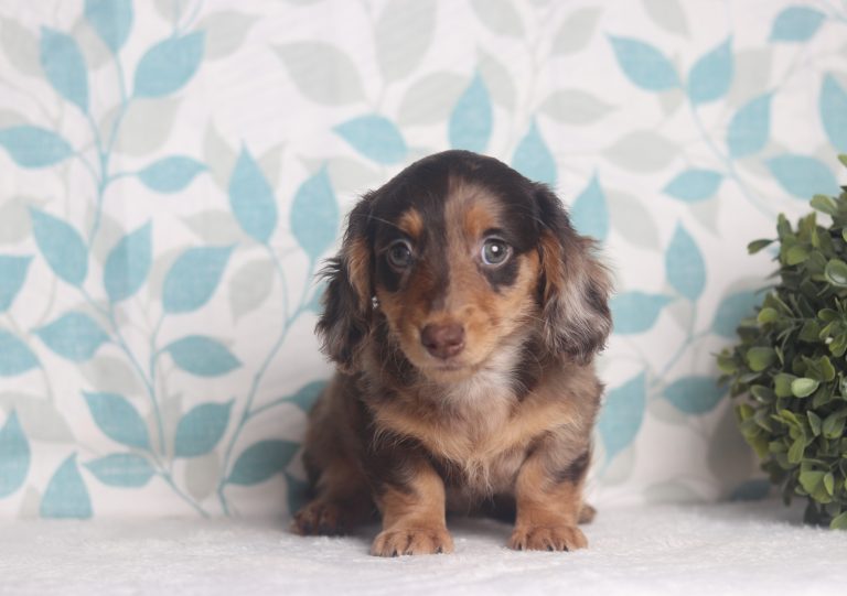 2900aaJoclyn the dachshund-the puppy lodge